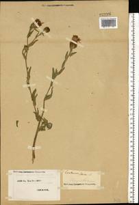 Centaurea jacea L., Eastern Europe, North Ukrainian region (E11) (Ukraine)
