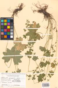 Alchemilla micans Buser, Eastern Europe, Moscow region (E4a) (Russia)