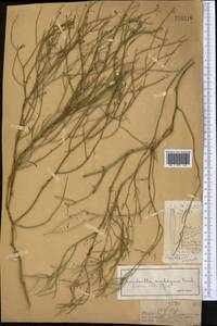 Chondrilla ambigua Fisch. ex Kar. & Kir., Middle Asia, Muyunkumy, Balkhash & Betpak-Dala (M9) (Kazakhstan)