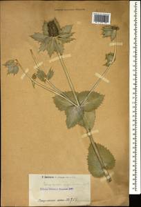 Eryngium giganteum M. Bieb., Caucasus, Armenia (K5) (Armenia)