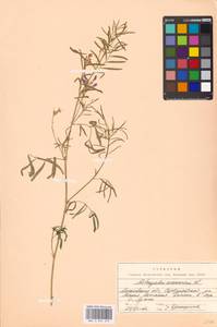 Astragalus arenarius L., Eastern Europe, Moscow region (E4a) (Russia)