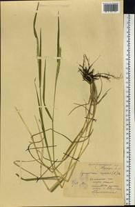 Elymus repens (L.) Gould, Siberia, Central Siberia (S3) (Russia)