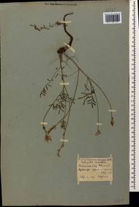 Onobrychis biebersteinii Sirj., Caucasus, Georgia (K4) (Georgia)