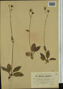 Hieracium glaucinum subsp. recensitum (Jord. ex Boreau) Gottschl., Western Europe (EUR) (Germany)