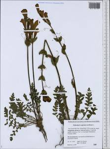 Pedicularis sceptrum-carolinum L., Siberia, Russian Far East (S6) (Russia)