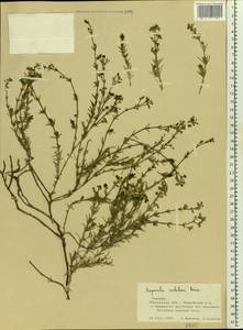 Asperula graveolens subsp. graveolens, Eastern Europe, South Ukrainian region (E12) (Ukraine)