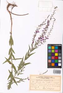 Lythrum virgatum L., Eastern Europe, Moscow region (E4a) (Russia)