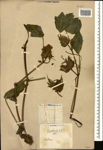 Gossypium herbaceum, Caucasus, Georgia (K4) (Georgia)