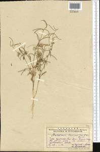 Neotorularia brevipes (Kar. & Kir.) Hedge & J.Léonard, Middle Asia, Syr-Darian deserts & Kyzylkum (M7) (Uzbekistan)