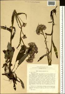 Saussurea amurensis Turcz. ex DC., Siberia, Baikal & Transbaikal region (S4) (Russia)