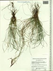 Carex callitrichos V.I.Krecz., Siberia, Russian Far East (S6) (Russia)