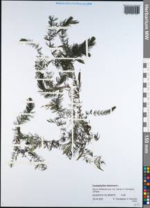 Ceratophyllum demersum L., Siberia, Yakutia (S5) (Russia)