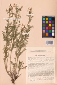 Astragalus sulcatus L., Eastern Europe, Eastern region (E10) (Russia)