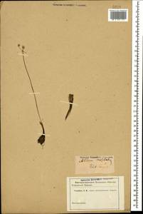 Allium moschatum L., Caucasus (no precise locality) (K0)
