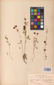 Trifolium spadiceum L., Eastern Europe, North-Western region (E2) (Russia)