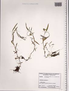 Epilobium palustre L., Siberia, Central Siberia (S3) (Russia)