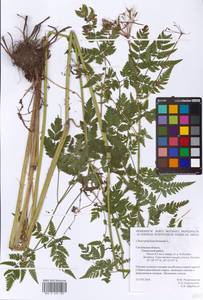 Chaerophyllum hirsutum L., Eastern Europe, Western region (E3) (Russia)