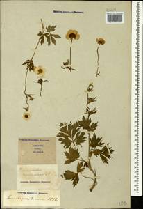 Ranunculus caucasicus M. Bieb., Caucasus, Stavropol Krai, Karachay-Cherkessia & Kabardino-Balkaria (K1b) (Russia)