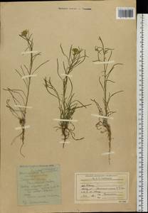 Erysimum leucanthemum (Stephan) B. Fedtsch., Eastern Europe, Rostov Oblast (E12a) (Russia)