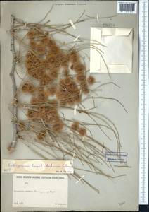 Calligonum caput-medusae Schrenk, Middle Asia, Karakum (M6) (Turkmenistan)