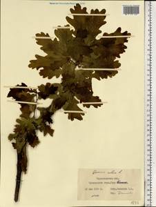 Quercus robur L., Eastern Europe, West Ukrainian region (E13) (Ukraine)