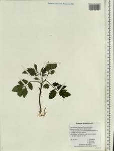 Solanum lycopersicum L., Eastern Europe, Northern region (E1) (Russia)
