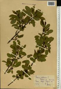 Rhamnus cathartica L., Eastern Europe, Central forest-and-steppe region (E6) (Russia)