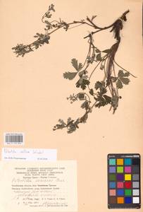 Potentilla collina Wibel, Eastern Europe, Eastern region (E10) (Russia)