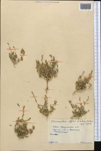 Pyankovia affinis (C. A. Mey. ex Schrenk) Mosyakin & Roalson, Middle Asia, Syr-Darian deserts & Kyzylkum (M7) (Kazakhstan)