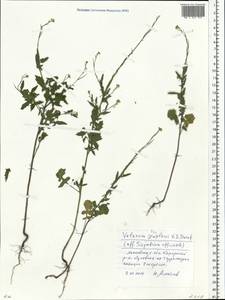 Sisymbrium officinale (L.) Scop., Eastern Europe, Moscow region (E4a) (Russia)