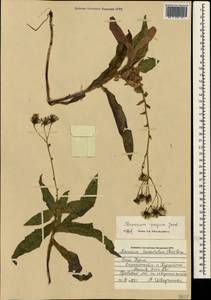 Hieracium sabaudum subsp. vagum (Jord.) Zahn, Crimea (KRYM) (Russia)