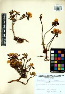 Rhododendron adamsii Rehder, Siberia, Baikal & Transbaikal region (S4) (Russia)