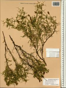 Sarcopoterium spinosum (L.) Spach, South Asia, South Asia (Asia outside ex-Soviet states and Mongolia) (ASIA) (Turkey)