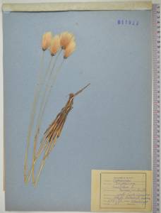 Eriophorum chamissonis C.A.Mey., Siberia, Russian Far East (S6) (Russia)