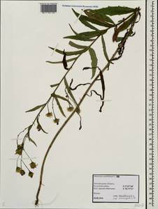 Hieracium umbellatum L., Eastern Europe, North-Western region (E2) (Russia)