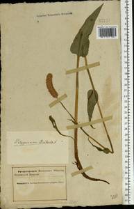 Bistorta officinalis subsp. officinalis, Eastern Europe, Northern region (E1) (Russia)