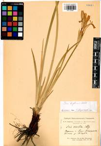 Iris lactea f. biglumis (Vahl) Kitag., Siberia, Altai & Sayany Mountains (S2) (Russia)