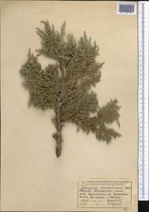 Juniperus excelsa subsp. polycarpos (K. Koch) Takht., Middle Asia, Western Tian Shan & Karatau (M3) (Tajikistan)