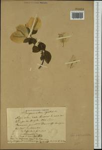 Bougainvillea spectabilis Willd., Western Europe (EUR) (Italy)