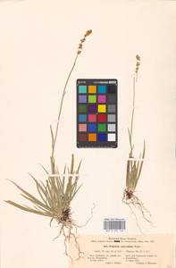 Tofieldia calyculata (L.) Wahlenb., Eastern Europe, Estonia (E2c) (Estonia)