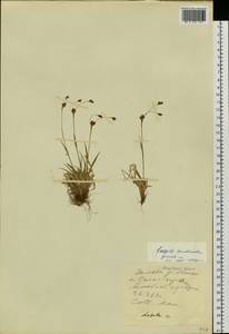 Luzula kjellmaniana Miyabe & Kudô, Siberia, Yakutia (S5) (Russia)