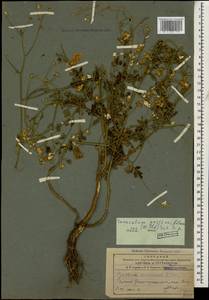Tanacetum parthenium (L.) Sch. Bip., Caucasus, Armenia (K5) (Armenia)