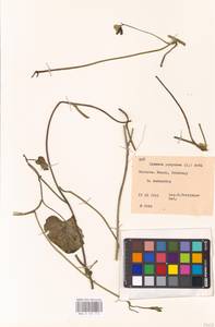 Ipomoea purpurea (L.) Roth, Eastern Europe, Belarus (E3a) (Belarus)