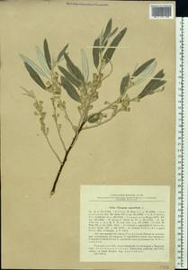 Elaeagnus angustifolia L., Eastern Europe, South Ukrainian region (E12) (Ukraine)