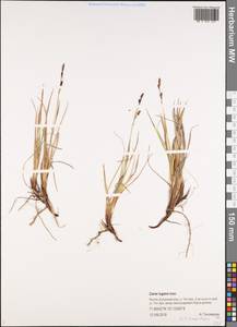 Carex bigelowii subsp. lugens (Holm) T.V.Egorova, Siberia, Yakutia (S5) (Russia)