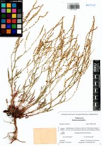 Rumex acetosella L., Siberia, Baikal & Transbaikal region (S4) (Russia)