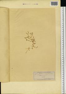 Stellaria crassifolia Ehrh., Eastern Europe, Moscow region (E4a) (Russia)