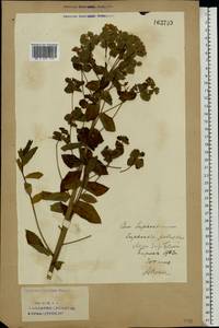 Euphorbia palustris L., Eastern Europe, Eastern region (E10) (Russia)