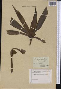 Tradescantia spathacea Sw., Botanic gardens and arboreta (GARD) (Russia)