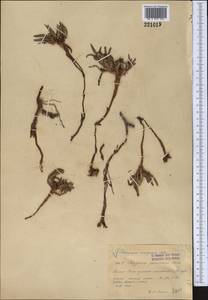 Knorringia sibirica subsp. thomsonii (Meisn.) S. P. Hong, Middle Asia, Pamir & Pamiro-Alai (M2) (Tajikistan)